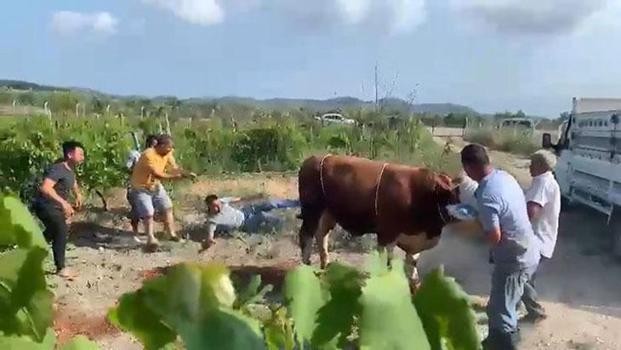 6 kişi zapt edemedi, huysuzlanan boğa bir tekmeyle yere serdi!)