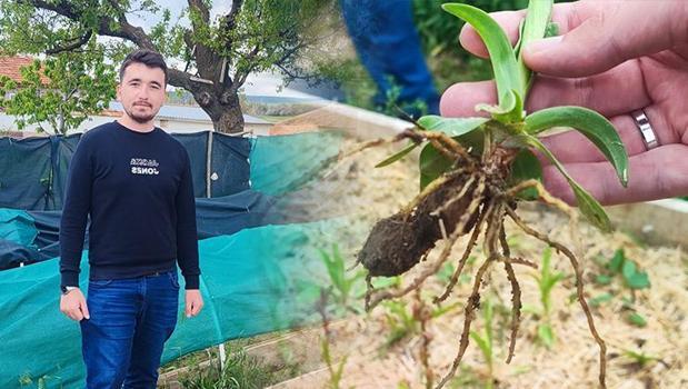 Denemek için tanesini 20 TL'den aldı, şimdi yüzlerce liralık hasat elde ediyor! Hedefi üretimi kat kat artırmak)