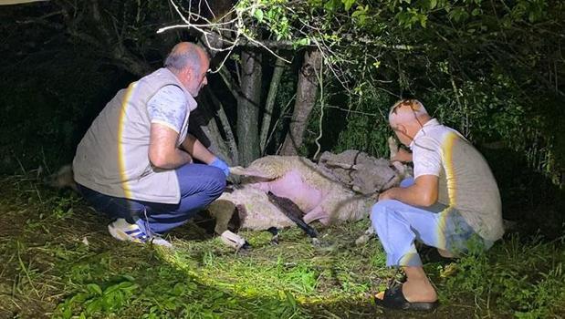 Bursa'da yıldırım faciası! 6 koyun telef oldu)