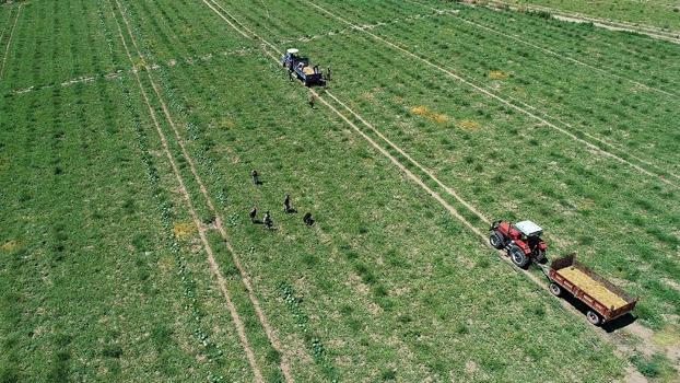 Kilogramı 18 liraya geriledi! 110 bin dekarlık alanda dev sezon açıldı: Rusya ve Avrupa sıraya girdi)