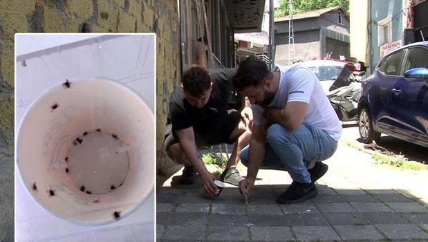 İstanbul'da mahalleli elinde cımbızla kene avlıyor! 'İlk defa böyle bir istila gördüm')