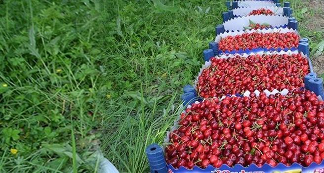 Herkes yararlı diye avuç avuç tüketiyordu! Kirazın bugüne kadar gizlenen yan etkisi ortaya çıktı)