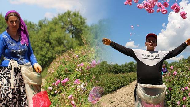 Seher vaktinde zorlu hasat başladı! Kilosu 34 TL: 1800'lü yıllardan beri devam ediyor!)