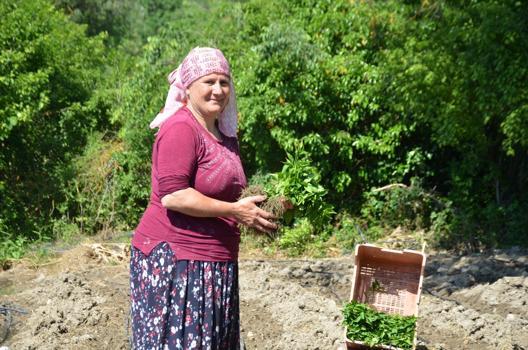 162 yıldır aynı tohumdan üretiliyor! İmece usulü dikiliyor, Türkiye'nin dört bir yanına satılıyor)