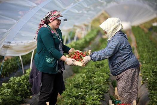 Haziran sonu tezgahlardan tamamen çekiliyor! Bir daha bu fiyata bulamayacaksınız: Kilosu 25 liraya kadar düştü)