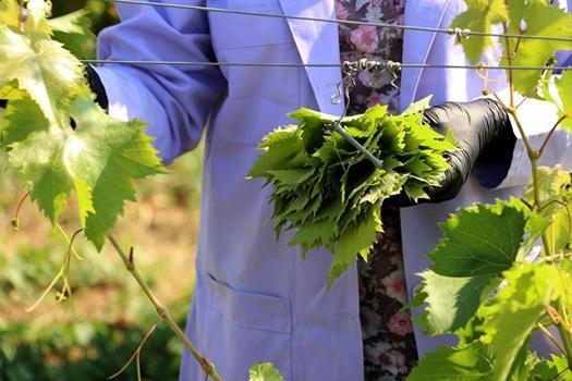1 Dekardan tam 250 kilo çıkıyor! Kilogramı 400 liradan yok satan 'Kınalı yapıncak' için büyük yarış başladı)
