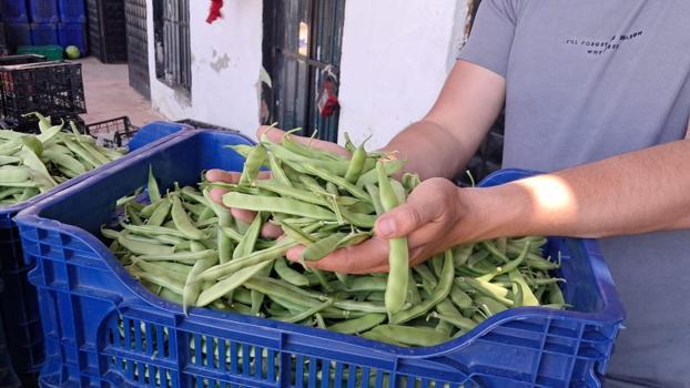 İznik'te hasadı başladı! Kilosu 100 TL: Pazar tezgahında gören kapış kapış alıyor)