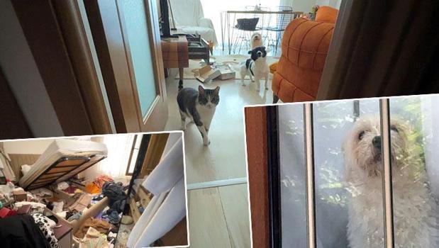 Balkondan girip evi talan ettiler! Kedi ve köpekleri mutfağa kilitleyip 600 bin liralık vurgun yaptılar)