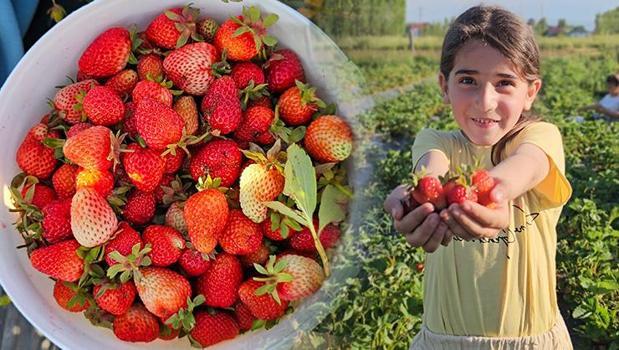 Muş'ta bir ilk: 'Dalından topla' konseptiyle aracı ve komisyoncuları ortadan kaldırdı! Kilosu 100 TL, toplaması da yemesi de bedava!)