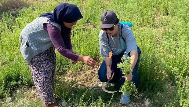 Ruslar Türkiye'ye gelip kendi elleriyle hasat etti! Hem yağı hem suyu ayrı şifa saçıyor)