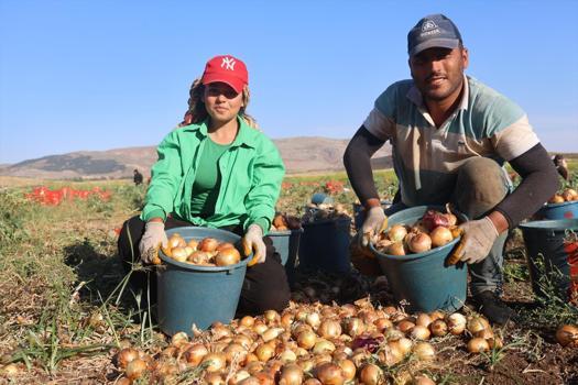 Hatay'da hasadı devam ediyor! Halk arasında doğal antibiyotik olarak biliniyor, kilosu 30 TL'den satılıyor)