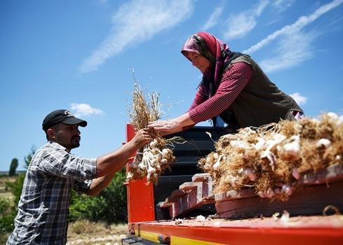 Markette yanına yaklaşılmıyordu, tarlada 60 TL’ye düştü: Gören arabasının bagajını dolduruyor!)