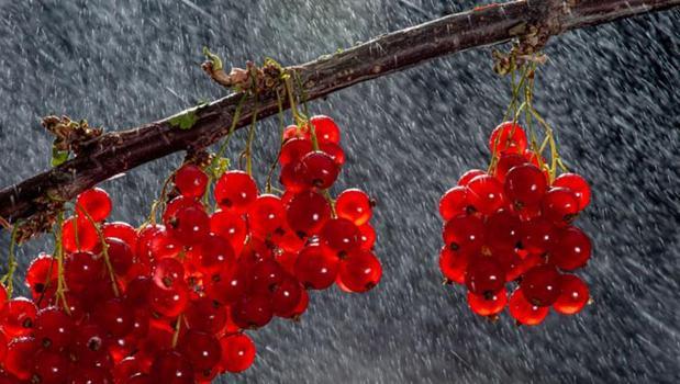 Nörobilim uzmanı açıkladı! Yaşlanmayı yavaşlatan besin gözümüzün önündeymiş)