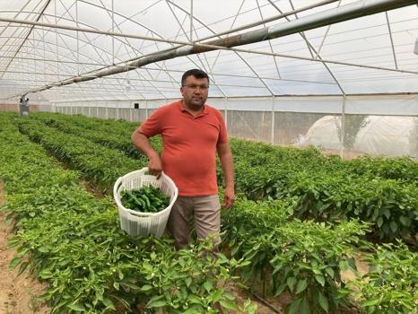 Manisa'dan çıkan gizli mucize: Kilosu 350 lira ama yok satıyor: Kalp ve damar sağlığını koruyan en değerli besin)
