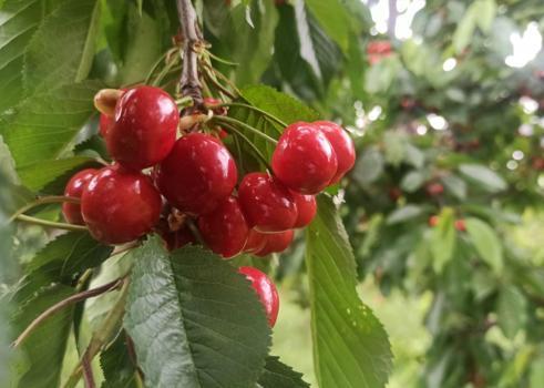 Konya'da hasadı devam ediyor! Tek tek elle toplanıp kilo kilo satılıyor: Rengini ve tadını bilenler mest oluyor)