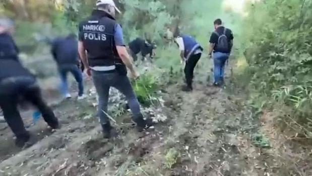 Tarihi mirasa narkotik darbesi! Hevsel Bahçeleri’nde 12 bin kök kenevir ele geçirildi)