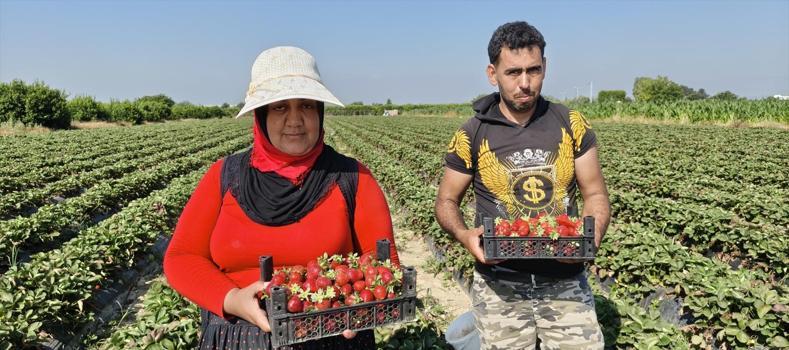 Mersin'de hasadı bitti! Tarlada kilosu 25 TL: 20 bin dönümde üretiliyor, dünyaya kilo kilo satılıyor)