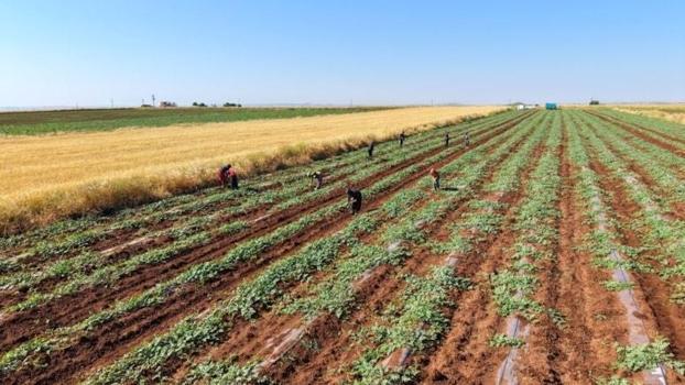 Sabah 05.00’te başlayan mesai ve kilosu 15 lira: Herkes 1 Temmuz'u bekliyordu ama planlar tamamen değişti!)