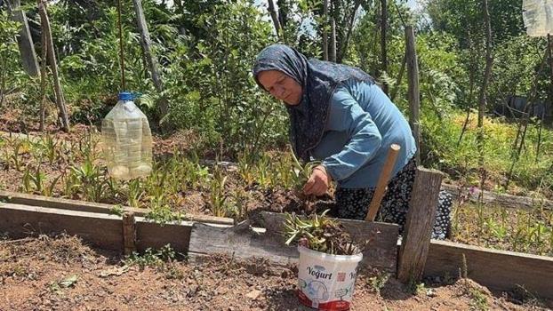 Sosyal medyada kaydırırken karşısına çıktı, hayatı tamamen değişti! 62 yaşındaki kadın fındık bahçesinin kenarına ekti:Şimdi milyonlar peşinde)