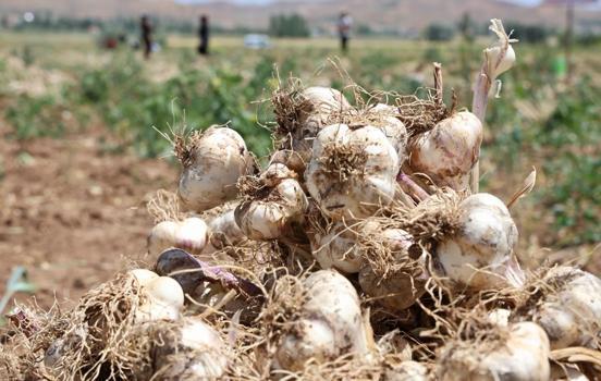 Almanya ve Rusya’nın ardından İspanya’dan büyük hamle! Aksaray'da üretilip kilo kilo satılacak, dünyanın en iyisi)