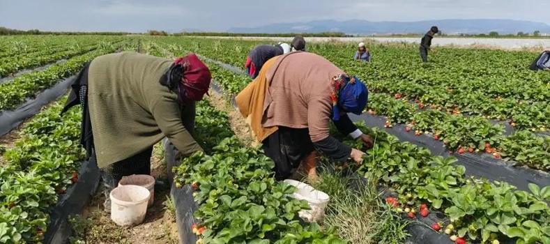 45 derece sıcağın altında toplanıyor! Kilosu 25 TL olan o ürünü dünya kapış kapış alıyor)