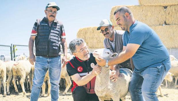 Küçükbaş hayvan teslimi başladı)