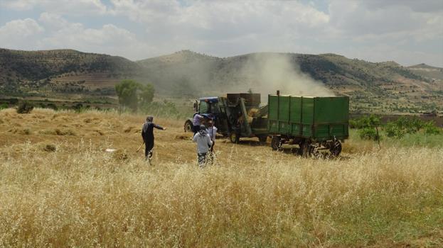 Kavurucu sıcakta oyun havalı hasat başladı! Hem oynadılar hem çalıştılar)