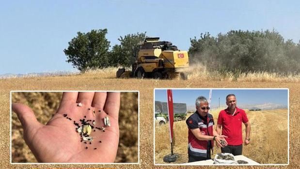 Kuraklığa meydan okudu, çiftçinin kurtarıcısı oldu! Adıyaman'da hasadı başladı)