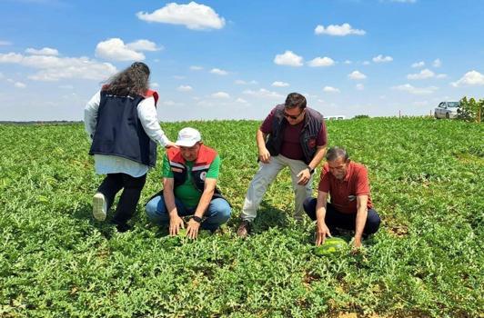 Tekirdağ'da ilk hasadı yapıldı! Kiloluk mutluluk çiftçinin kazanç kapısı olacak)