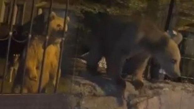 Bahçeye giren ayı ailesi misafirlikten dönen ev sahiplerini dışarıda bekletti)