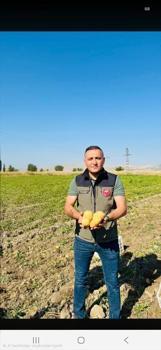 Dinar'da hasadı başladı! Gece gündüz toprak altından tek tek toplanıyor)