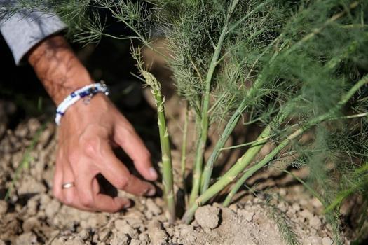 Damarları temizliyor, kalbi koruyor! İşte kandaki yağı eriten doğanın şifası)