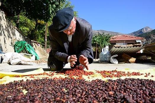 Kimsenin yüzüne bile bakmadığı o meyve vücudu baştan aşağı yeniliyor! İnsülin direncini kıran, damarları temizleyen gizli güç)