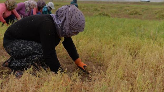 Avukatın baba mesleği rekor getirdi! Kupkuru arazide yetişiyor, kilosu 45 TL'den satılıyor)