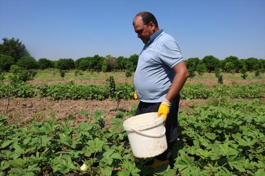 Hasadı başladı, kilosu tarlada 150 TL! Eklem ve romatizma ağrılarına iyi geliyor)