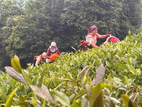 'Karadeniz kadınları zorluğa alışıktır!' Trabzon'un o saklı mahallesinde şimdi para basıyor)
