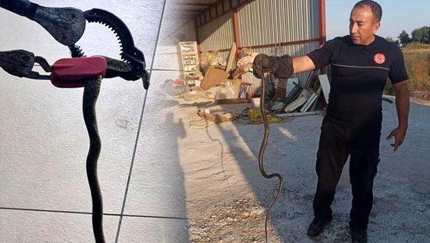 Sıcakla birlikte artan tehlike! Evlere kadar girmeye başladılar)
