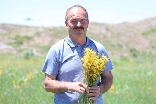 İstanbul'dakiler haberi alır almaz yollara düştü! Sivas'ın dağlarında yetişiyor! Doğanın sunduğu en renkli 'eczane')
