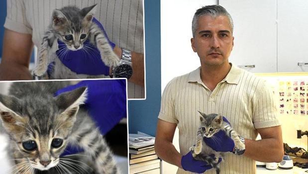 Sokak kedisi 'Perde'ye umut olan tedavi! Gözlerine lens takıldı)