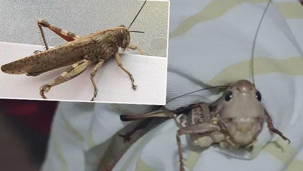 Balkanlar'dan gelen dev çekirgeler Marmara'ya yayıldı! Bir ilde daha görüldü)