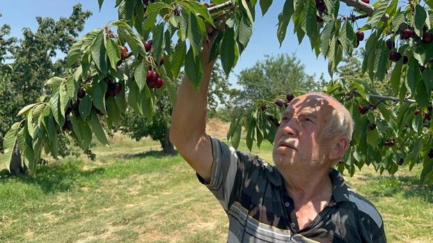 Rekor geldi ama yüzler gülmedi! Konya ve Afyonkarahisar’da üretimde tarihi patlama: Fiyatlar en dibi gördü)