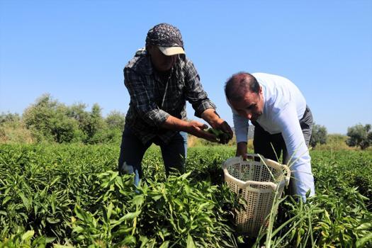 İtalyanların peşine düştüğü mide yakmayan meşhur acıda hasat başladı! Kilosu tarlada 50, tezgahta 80 lira)