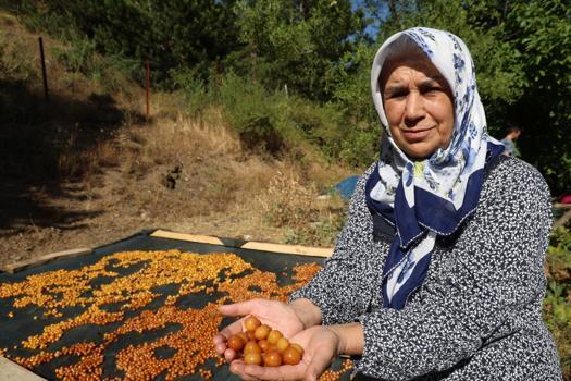 Dalında kalan kirazlar altına dönüştü! Asırlık yöntemle çayın ve kahvenin yanına düşük kalorili çerez yapılıyor, kilosu 100 TL!)
