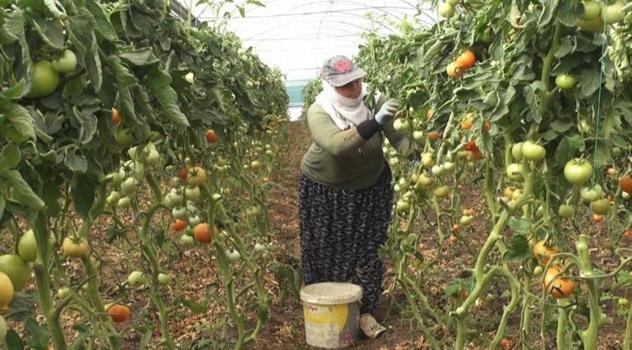 Mevsimlik işçi olarak gidiyorlardı, şimdi kendi tarlalarının patronu oldular: İşte 650 milyonluk başarı hikayesi)