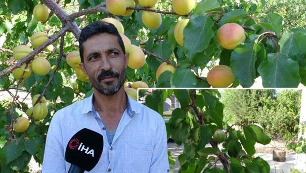 Bu bahçe ekim ayında hasat edilecek! Görenler gözlerine inanamadı: 'Kış aşısı' yöntemiyle hem kayısı hem de çağla yetiştirdiler)
