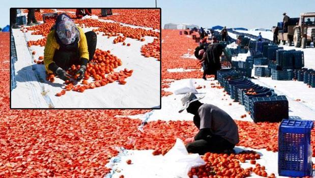 Manisa'da tarlalar kırmızı örtüyle kaplandı! 60 milyon dolarlık dev gelir kapısı)