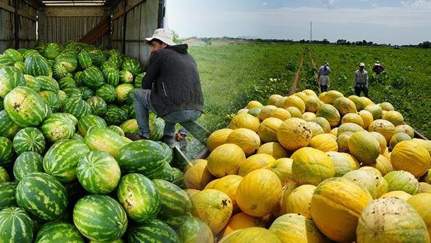 Baldan tatlı hasat başladı! Kilosu 3 TL'ye kadar düştü, rekoltesi çiftçiyi sevindiriyor!)