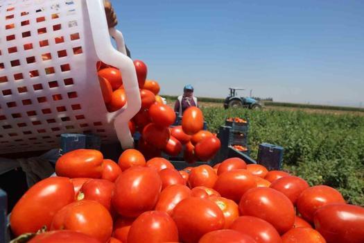 6 hafta boyunca her gün düzenli olarak yediler! En büyük değişim hiç beklenmeyen o organda çıktı)
