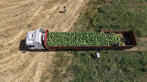 Muş Ovası'nda beklenen dev hasat başladı! Aroması ve lezzetiyle tüm Türkiye'yi peşinden koşturuyor)