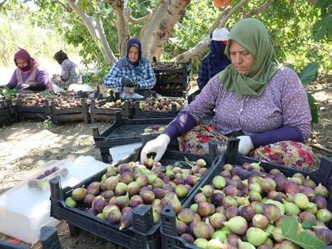 25 bin ata mirası ağaçtan dökülüyor: Sadece bir ay boyunca tüketilebiliyor, kilosu altınla yarışıyor...)